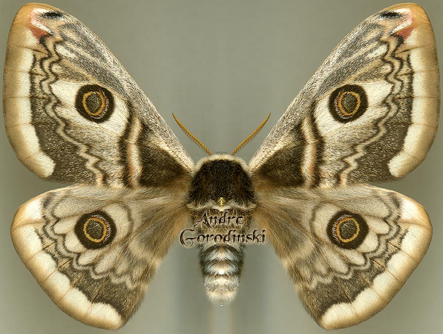http://www.gorodinski.ru/saturniidae/Eudia spini .jpg